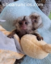 Monjes capuchinos sanos a la venta