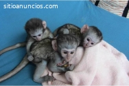Monos inteligentes y bebés chimpancés