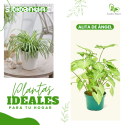 Plantas exóticas , Plantas Lima , Planta