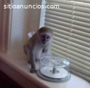 Preciosos monos capuchinos bebés a la v