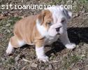 cachorros bulldog ingles