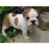 cachorros bulldog ingles