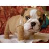 Cachorros bulldog ingles