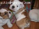 Bulldog Inglés cachorros gratis