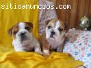 Hombres y mujeres Inglés bulldog cachorr