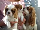 Cachorros Cavalier para la adopción