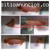 Genuinos Peces Arowana para acuarios