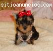 femelle chiot yorkshire