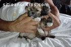 Cachorros Shih tzu