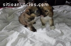 Cachorros Shih tzu