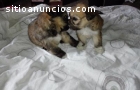 Cachorros Shih tzu