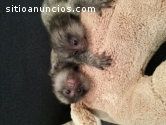 monos bebé marmoset