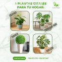 Plantas exóticas , Plantas Lima , Planta