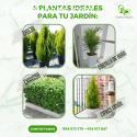 Plantas exóticas , Plantas Lima , Planta