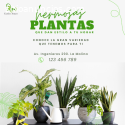 Plantas , Plantas para hogar