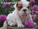 Inglés bulldog cachorros (Gratis)