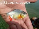 PROYECTOS ACUICOLAS (cachama, tilapia, c