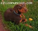 SE VENDEN CACHORROS DOBERMAN GRANDES