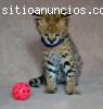 magnífica guepardo, gatitos serval y Ben