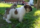 Bulldog Inglés cachorros