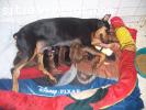 SE VENDEN CACHORROS DOBERMAN GRANDES