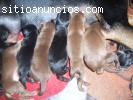 SE VENDEN CACHORROS DOBERMAN GRANDES