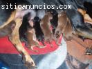 SE VENDEN CACHORROS DOBERMAN GRANDES