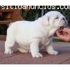 cachorro de bulldog adorable para la ado