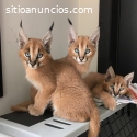 Serval y savannah, caracal en venta.