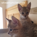 Serval y savannah, caracal en venta.