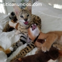 Serval y savannah, caracal en venta.